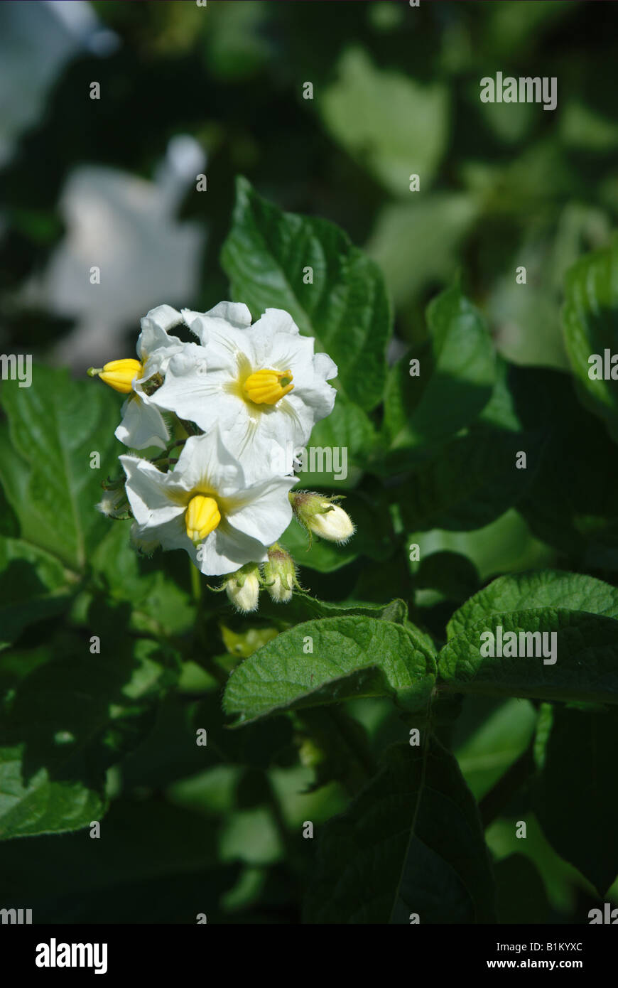 Flowers on a potato plant Stock Photo Alamy