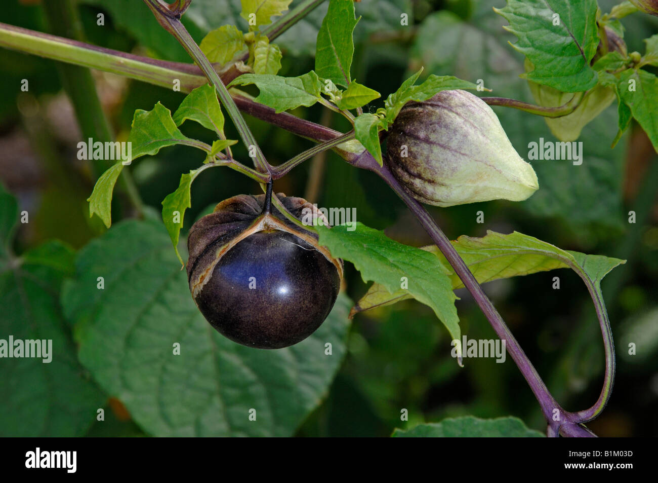 Tomatillo (Physalis ixocarpa, Physalis philadelphica), variety Purple de Milpa twig with fruit and flower studio picture Stock Photo