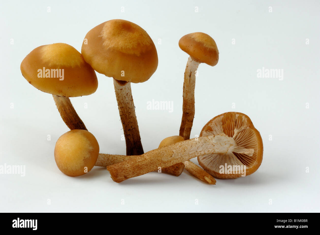 Two-toned Pholiota (Kuehneromyces mutabilis, Pholiota mutabilis), studio picture Stock Photo