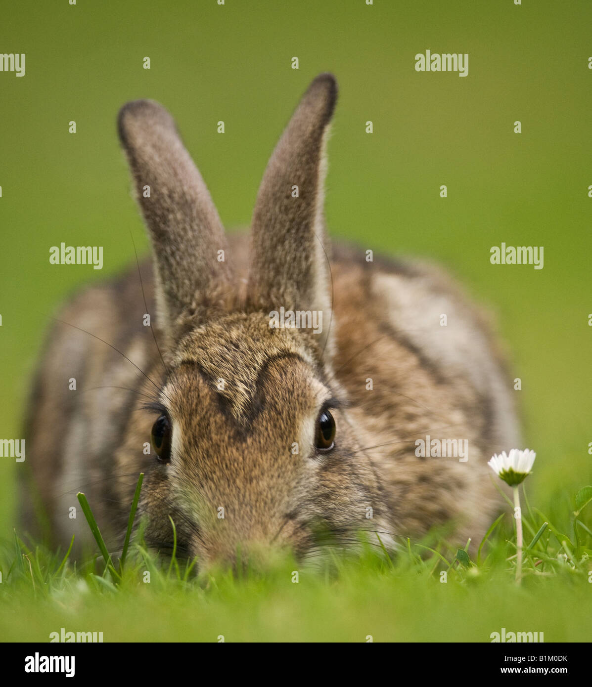 A Brown Rabbit Oryctolagus cuniculus next to a daisy flower Stock Photo