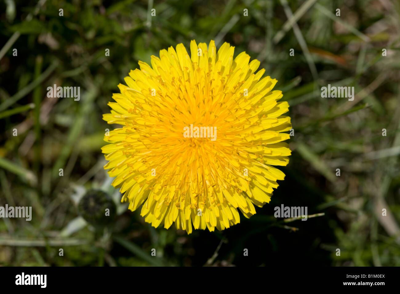 A brightly colorful yellow dandilion. Stock Photo