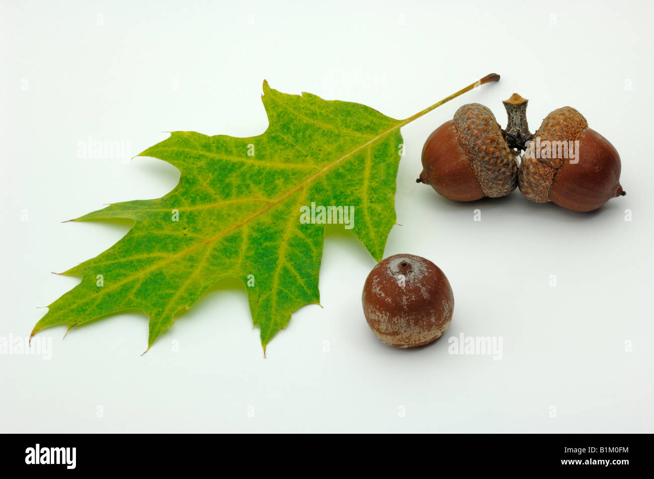 American Red Oak (Quercus rubra), autumn leaf and acorns, studio picture Stock Photo