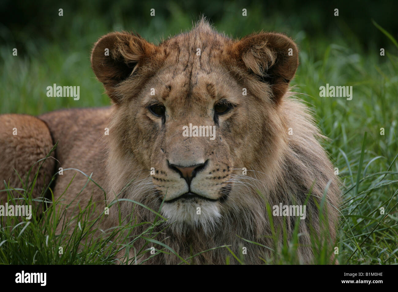 Lion cub Panthera leo Stock Photo - Alamy