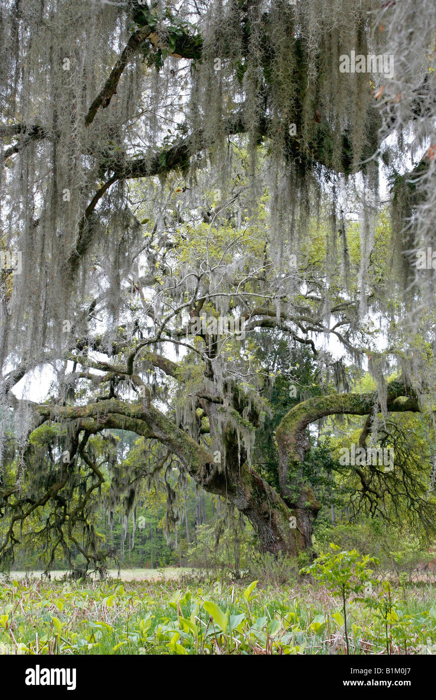 Spanish moss hi-res stock photography and images - Alamy