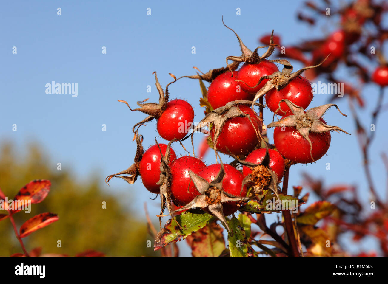 Rose (Rosa Marie Graebner), twig with rose hips Stock Photo