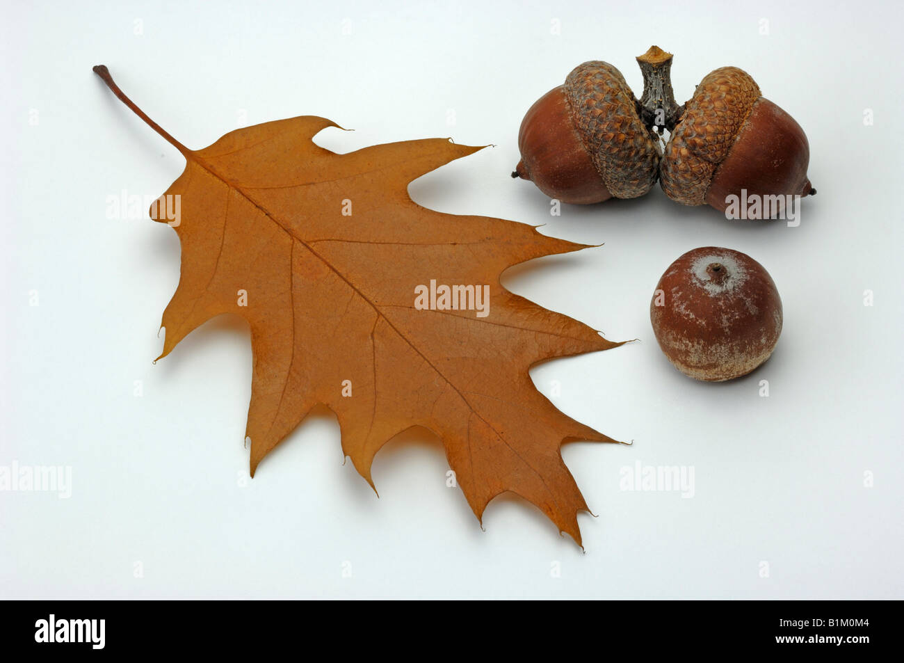 American Red Oak (Quercus rubra), autumn leaf and acorns, studio picture  Stock Photo - Alamy, image size:1300x953
