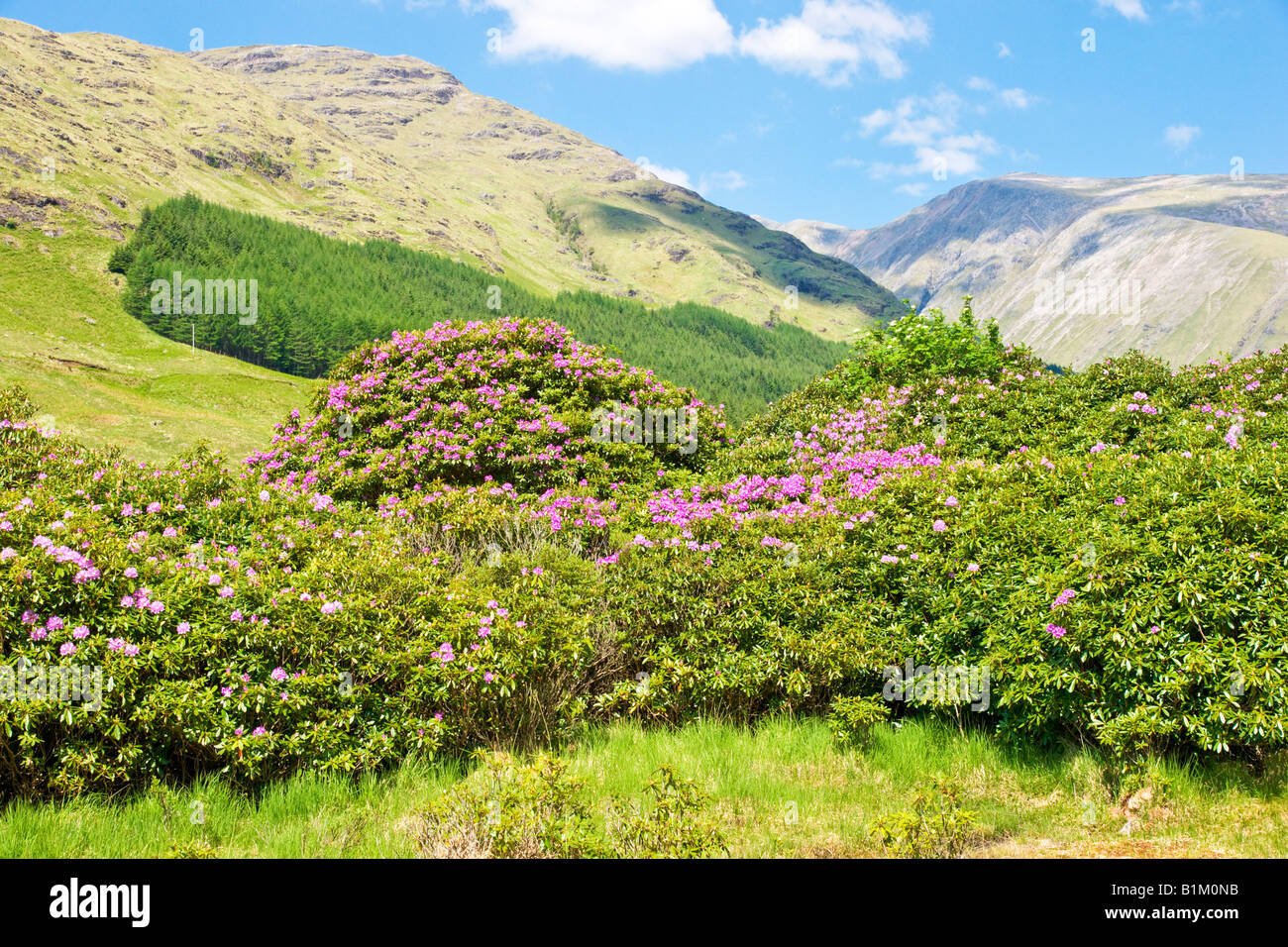 Impressive display of Rhododendrons on a sunny May day in Glen Etive West Highlands Scotland Stock Photo