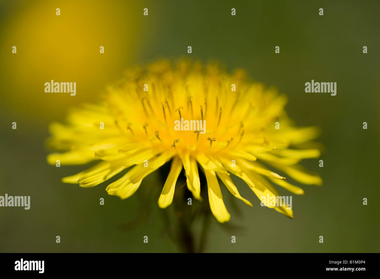 Close-up of a colorful dandilion with a narrow depth of field. Stock Photo