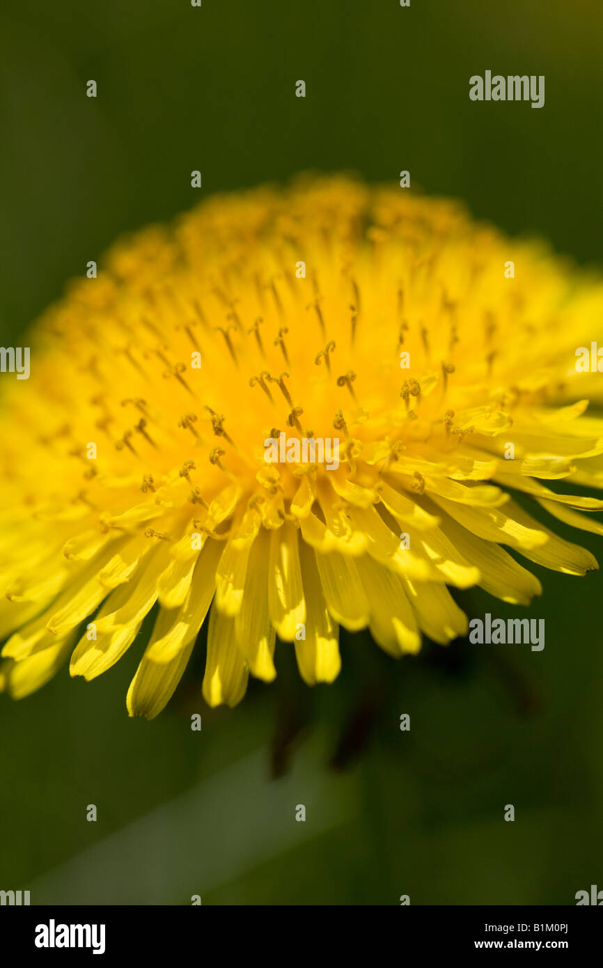 A colorful dandilion with a narrow depth of focus. Stock Photo
