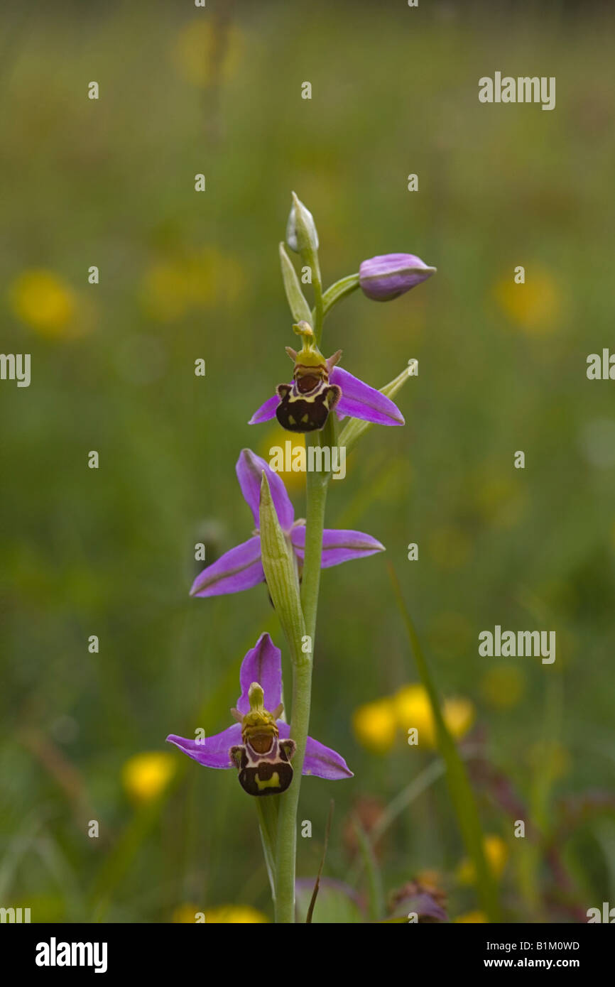 Bee orchid in Sevenoaks, Kent, UK Stock Photo