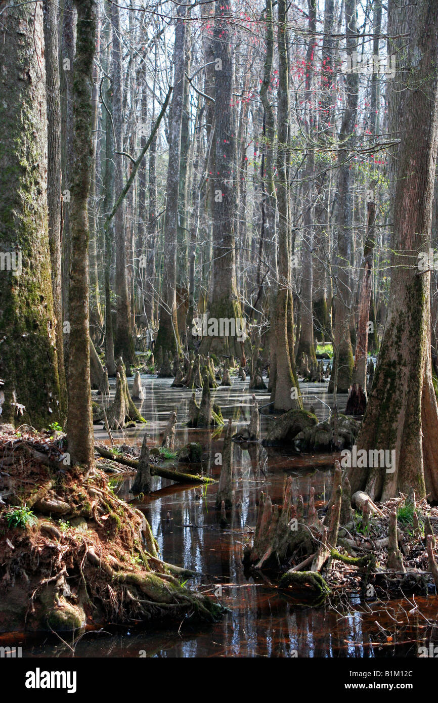 Bald Cypress Trees in the Congaree National Park in South Carolina