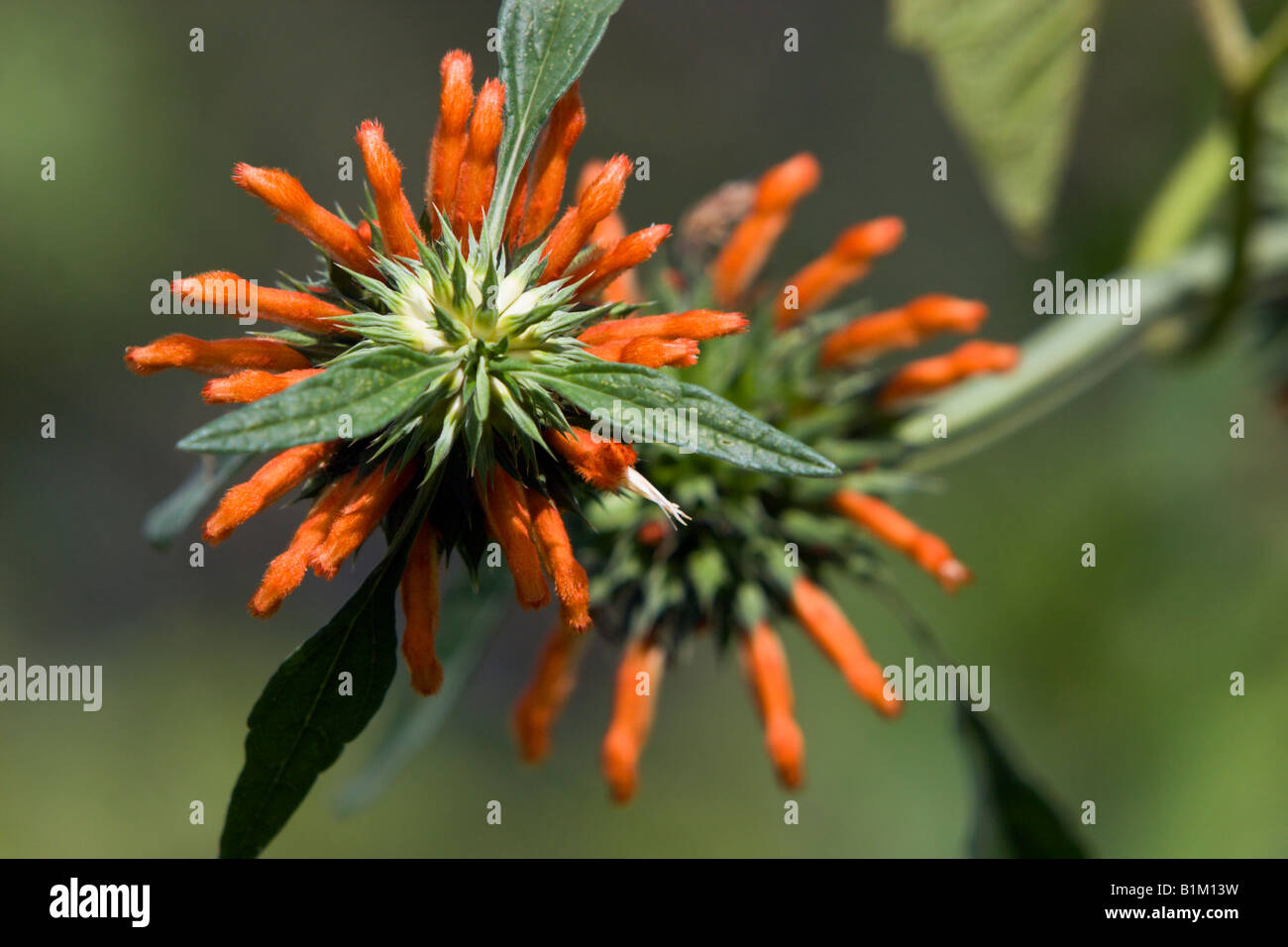 flower tropical lions eye orange exotic wild Stock Photo