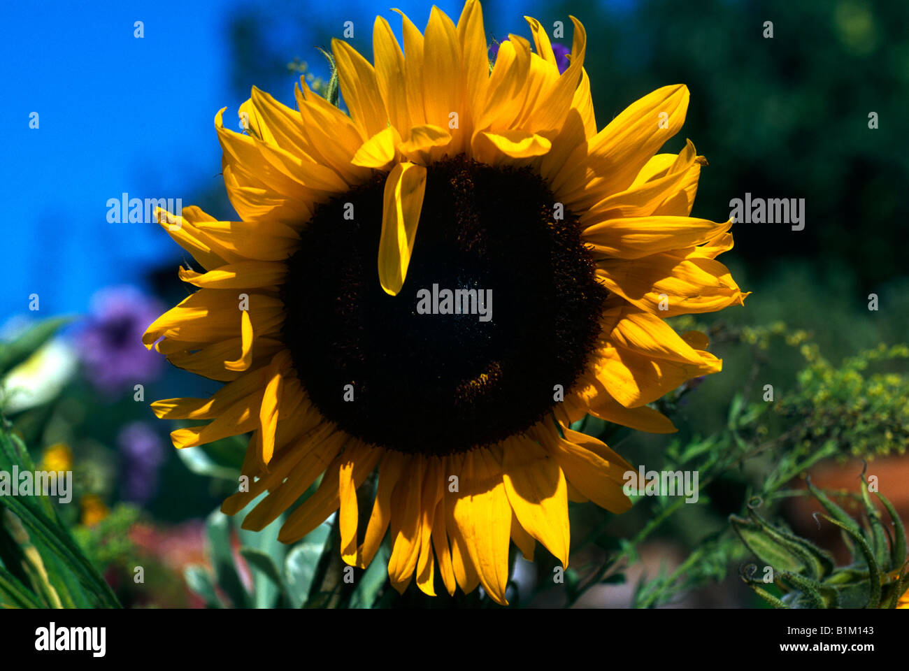 Sunflower Stock Photo