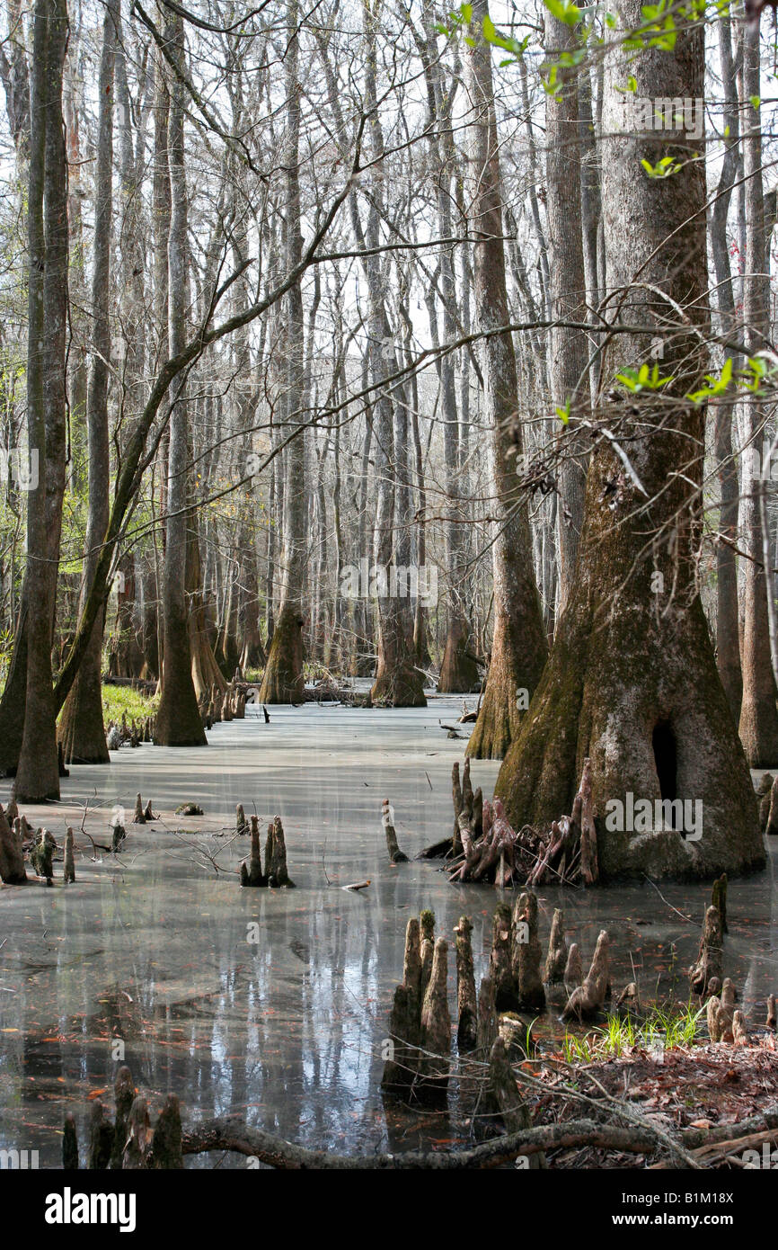 Bald Cypress Trees in the Congaree National Park in South Carolina