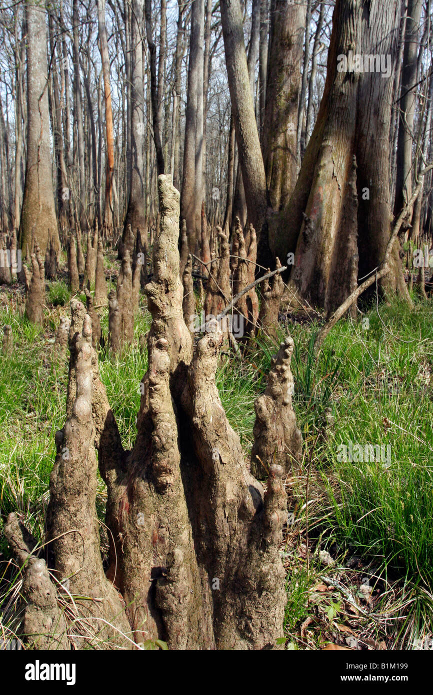 Bald Cypress Trees in the Congaree National Park in South Carolina