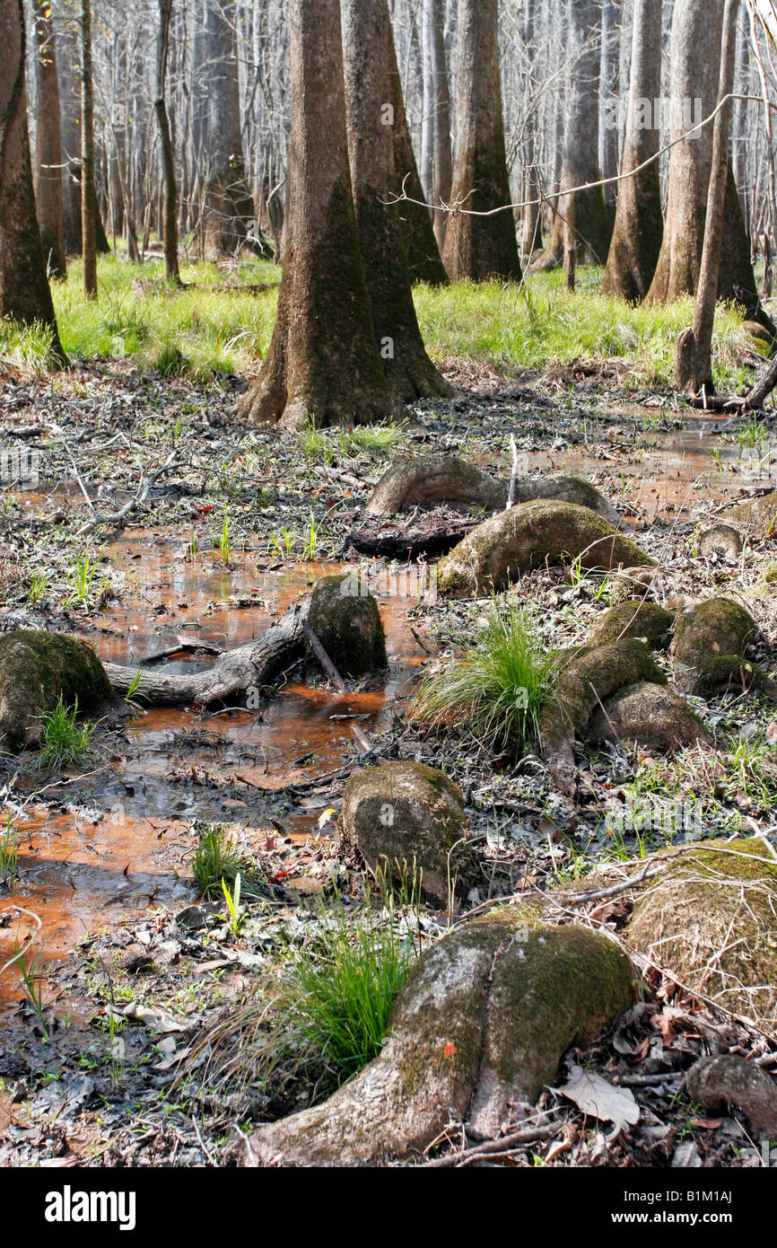 Bald Cypress Trees in the Congaree National Park in South Carolina