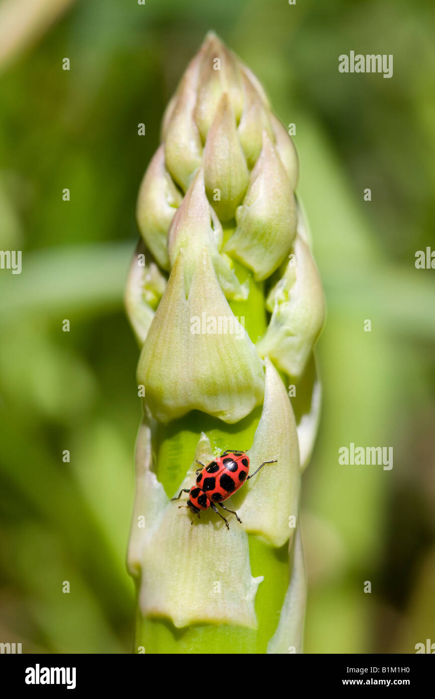 A ladybug in search of aphids on a wild and fresh stock of asparagus ...