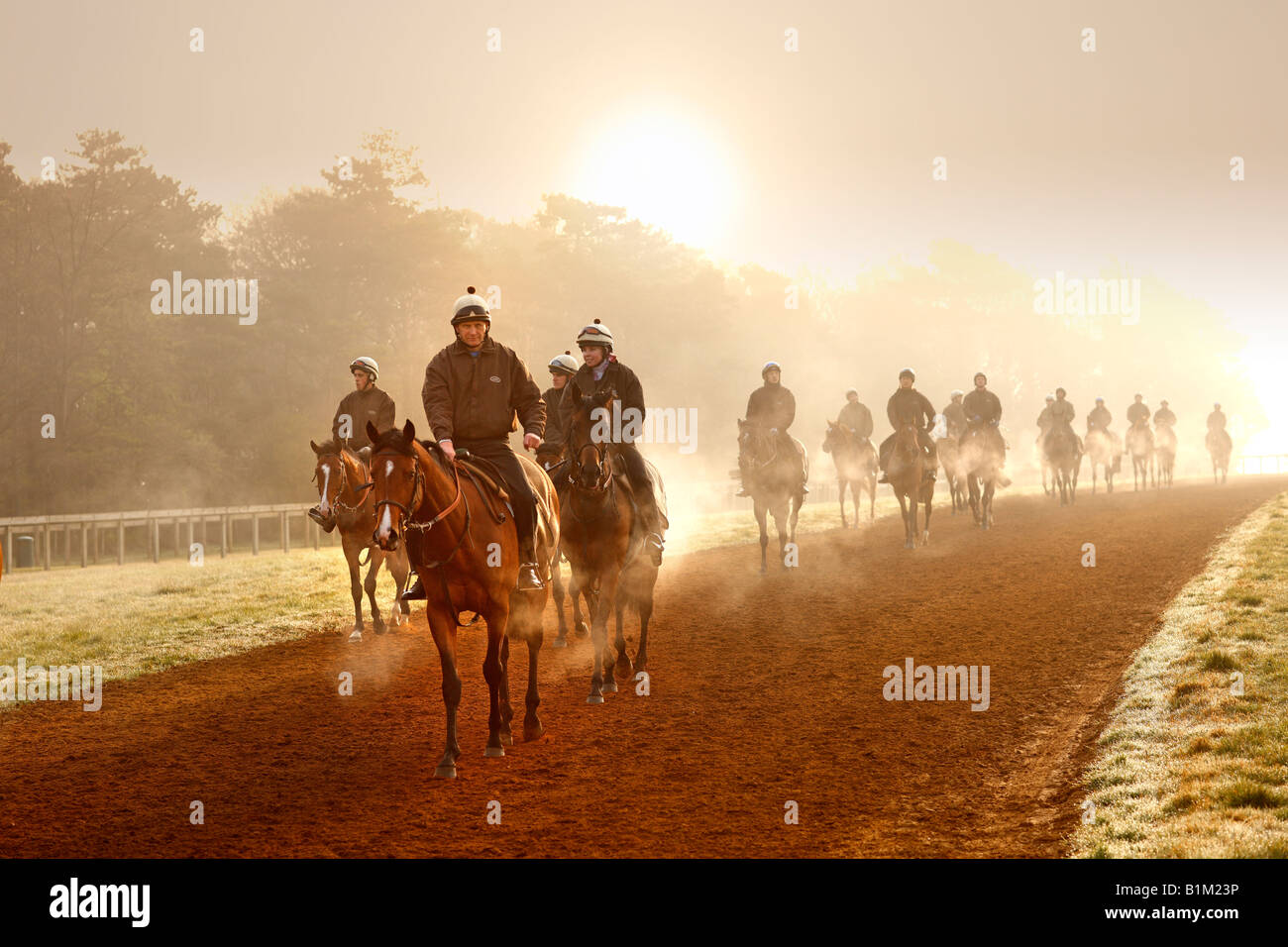 Racehorse training at The Gallops Newmarket UK Stock Photo