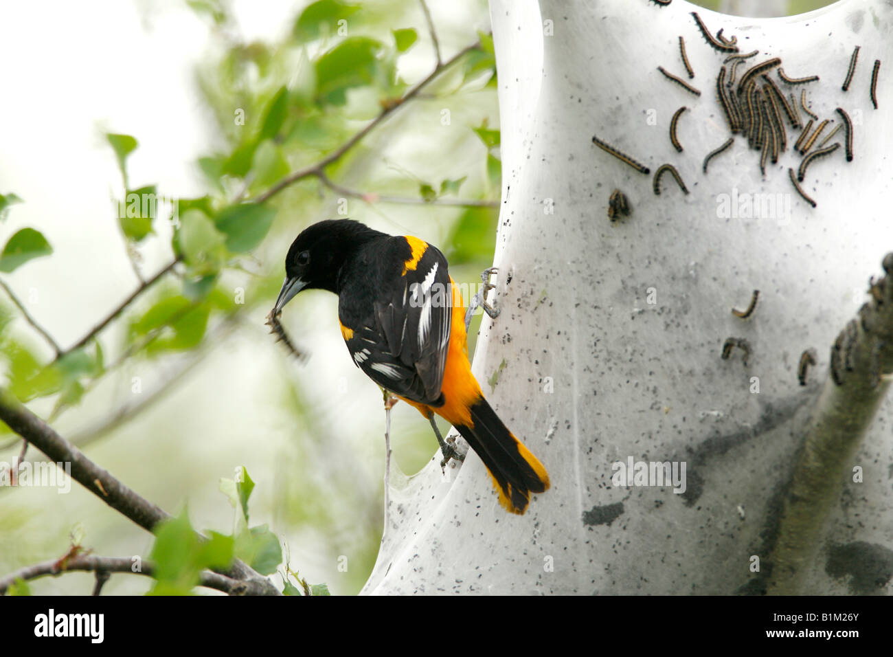 Baltimore Oriole Feeding on Tent Caterpillars Stock Photo Alamy