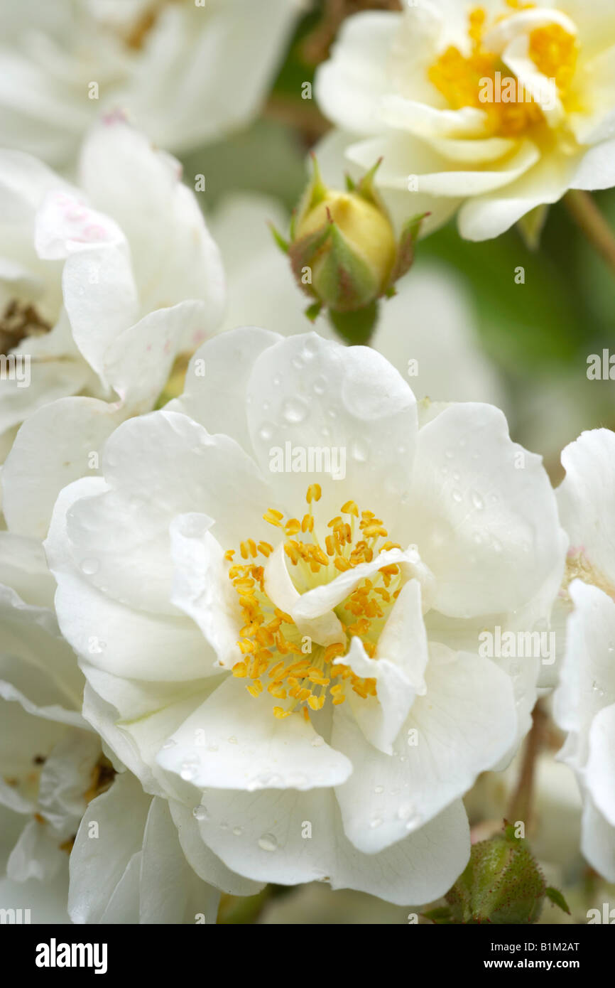 White rambling climbing rose hi-res stock photography and images - Alamy