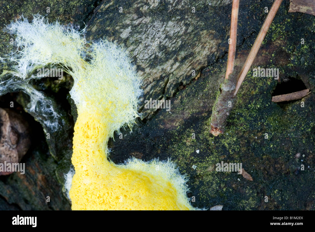Fuligo septica myxomycete, slime mould in a pine wood Stock Photo
