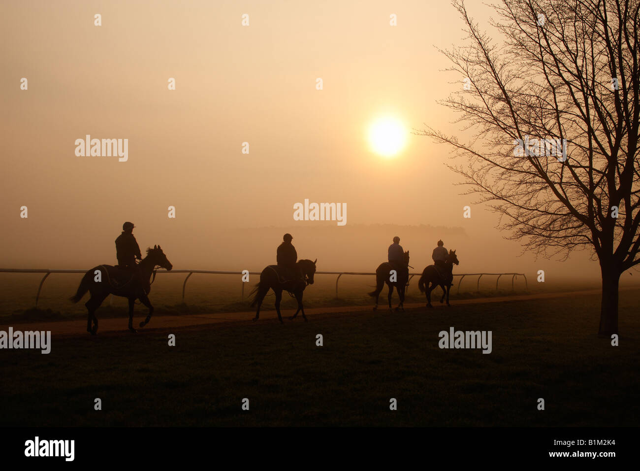 Racehorse training at The Gallops Newmarket UK Stock Photo