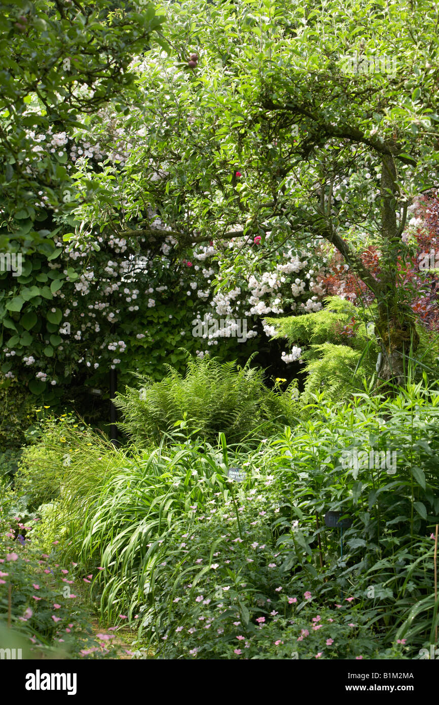 dense border in a cottage garden with rambling rose, pauls himalayan musk Stock Photo