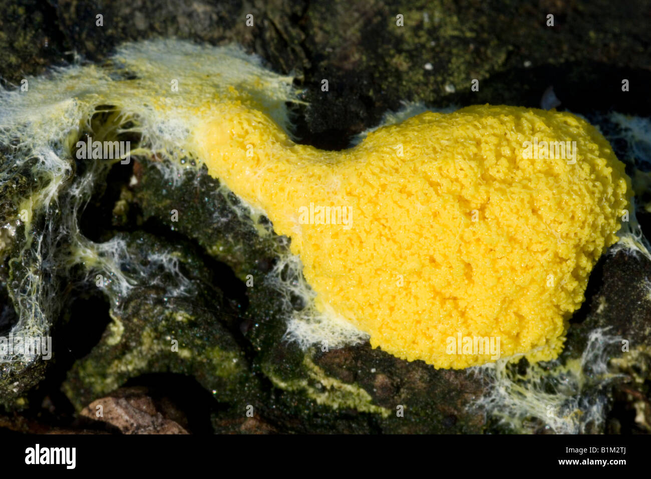 Fuligo septica myxomycete. A yellow slime mould growing on rotting wood Stock Photo