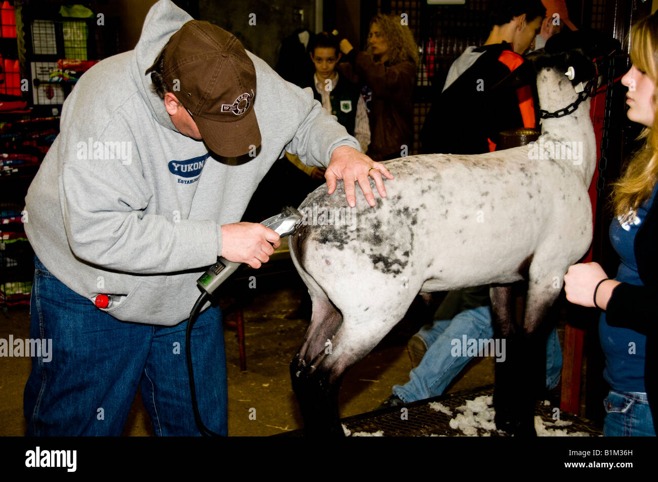 A man shears a sheep to ready it for showing in a 4-H exhibition in Oklahoma City, Oklahoma, while the teenage girl owner looks on. Stock Photo
