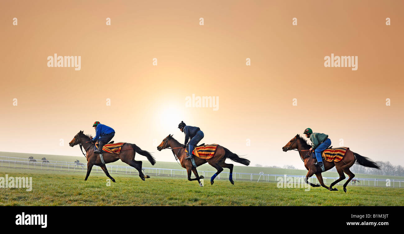 Racehorse training at The Gallops Newmarket UK Stock Photo Alamy