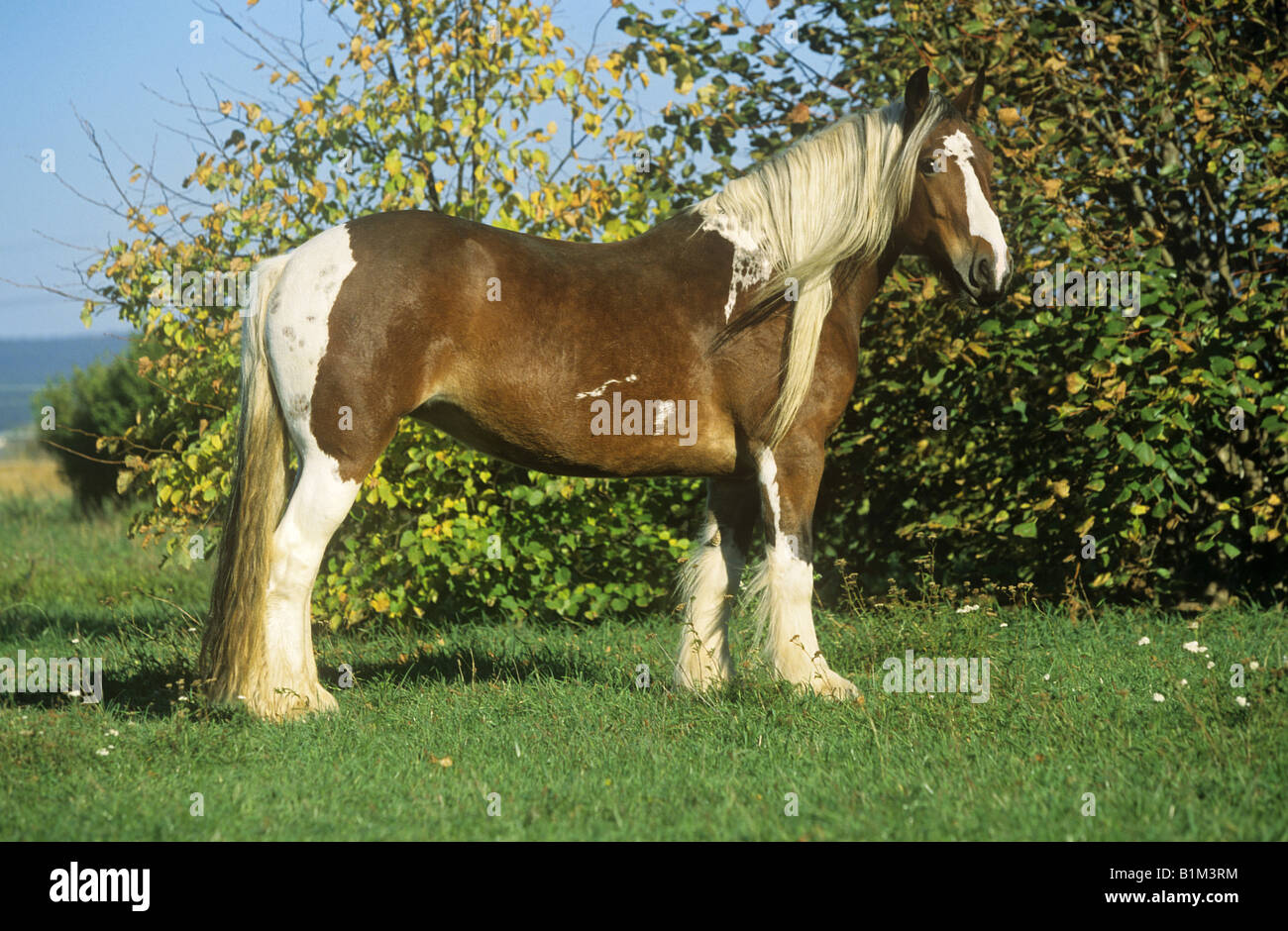tinker pony - standing on meadow Stock Photo - Alamy