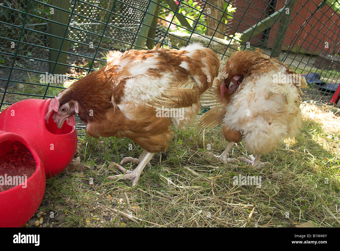 Rescued Battery Hens Stock Photo Alamy