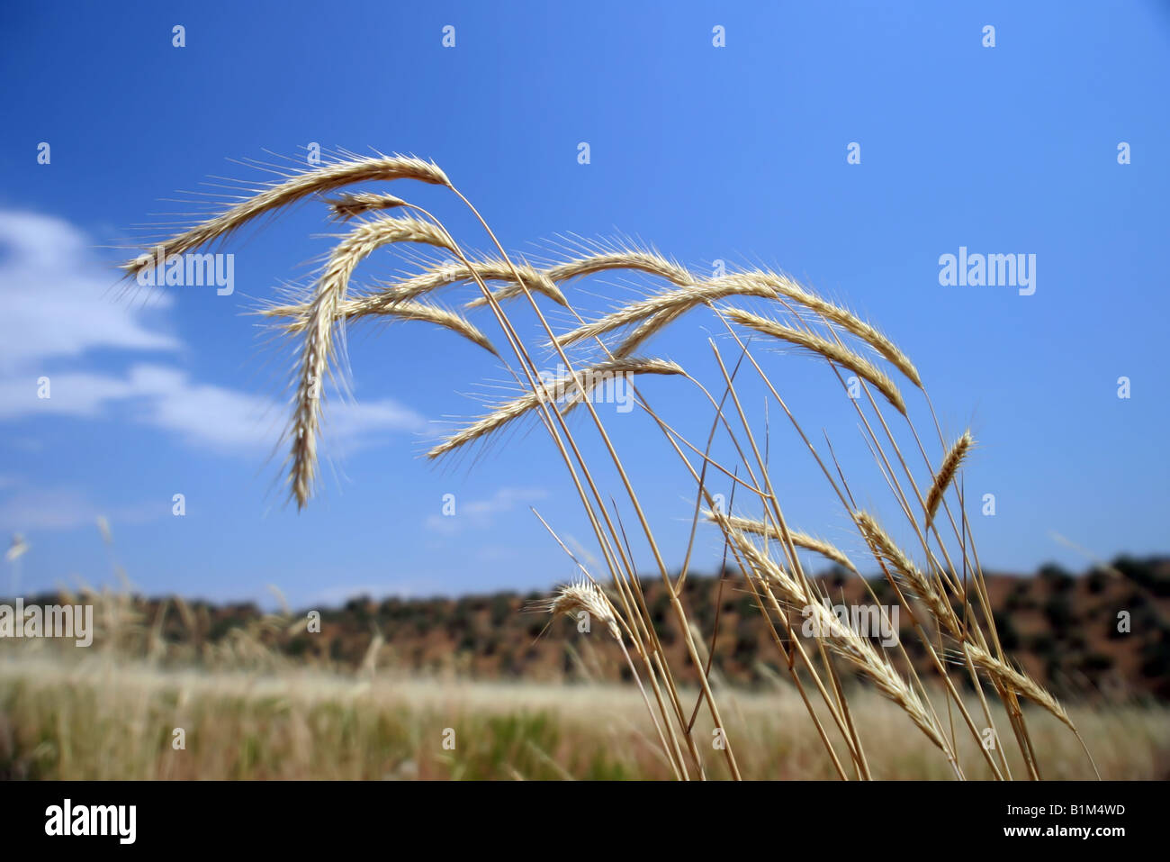 Wheat growing wild on the plains in Colorado Stock Photo Alamy