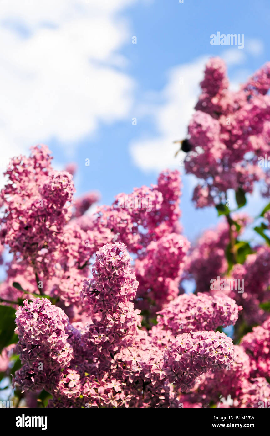 Abundant flowers of purple lilac blooming in late spring Stock Photo ...