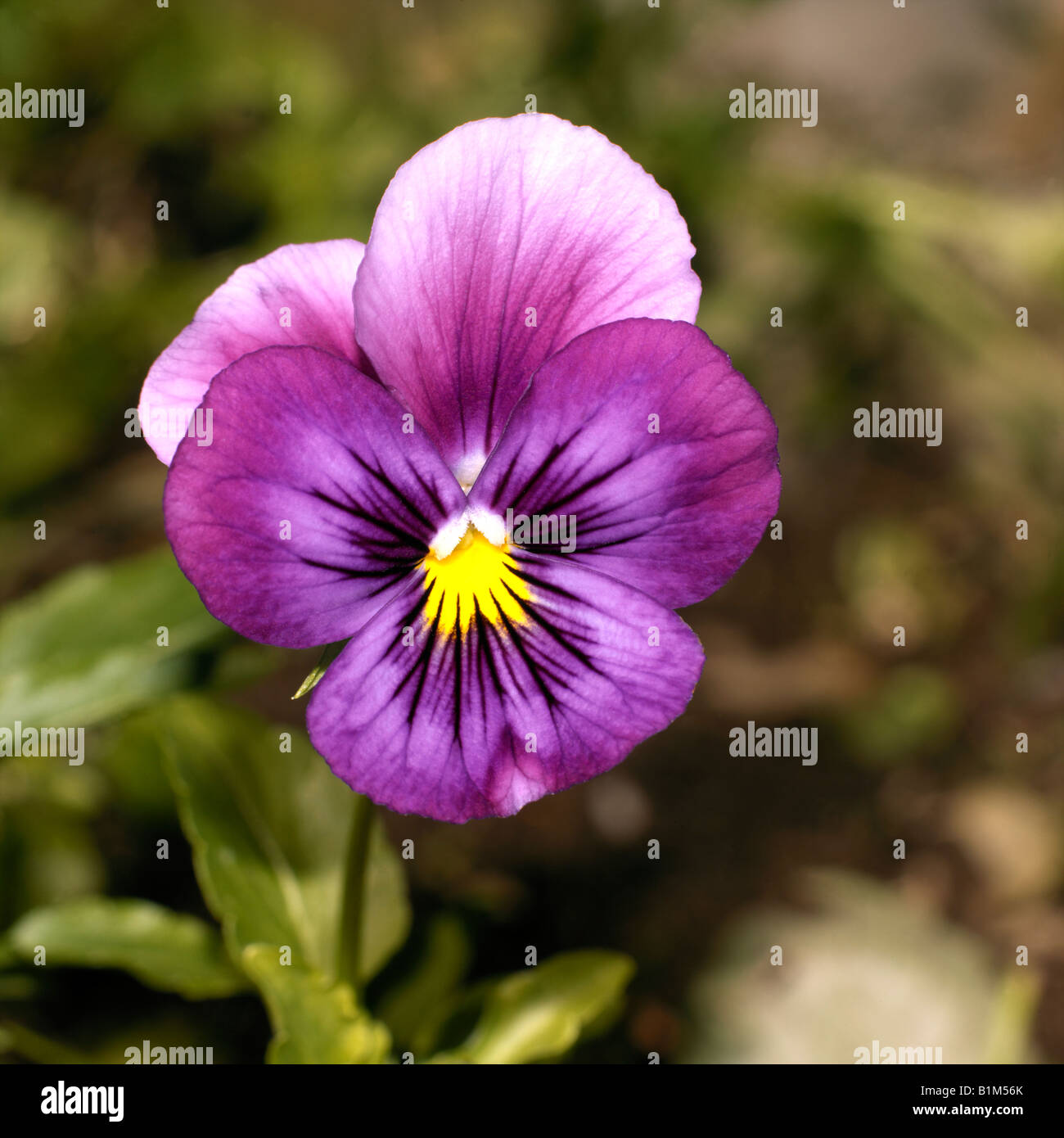 Mauve Pansy Stock Photo