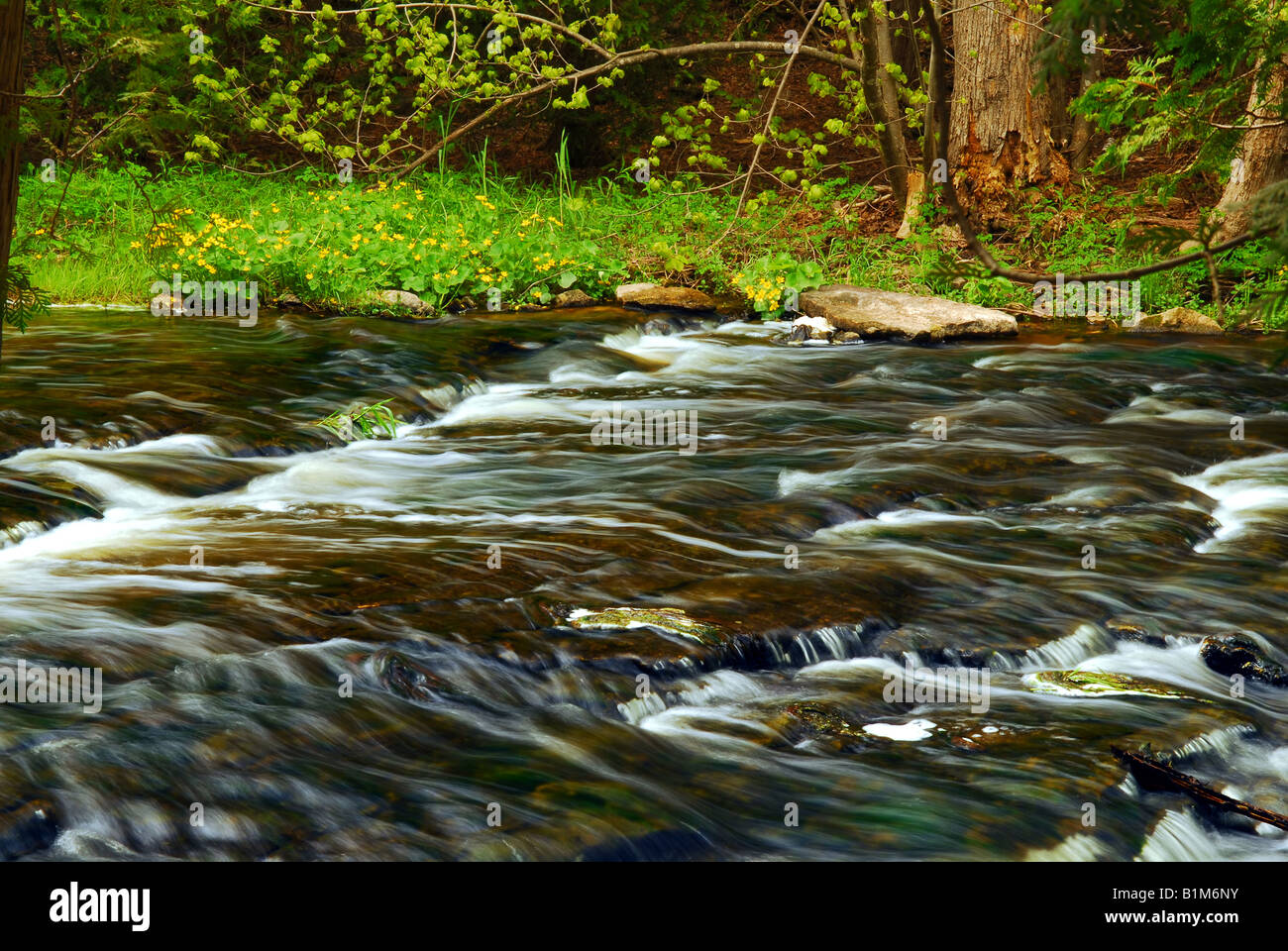 Beautiful landscape of a river flowing over rocks in green forest Stock ...