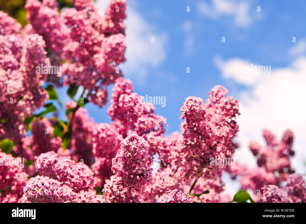Abundant flowers of purple lilac blooming in late spring Stock Photo ...