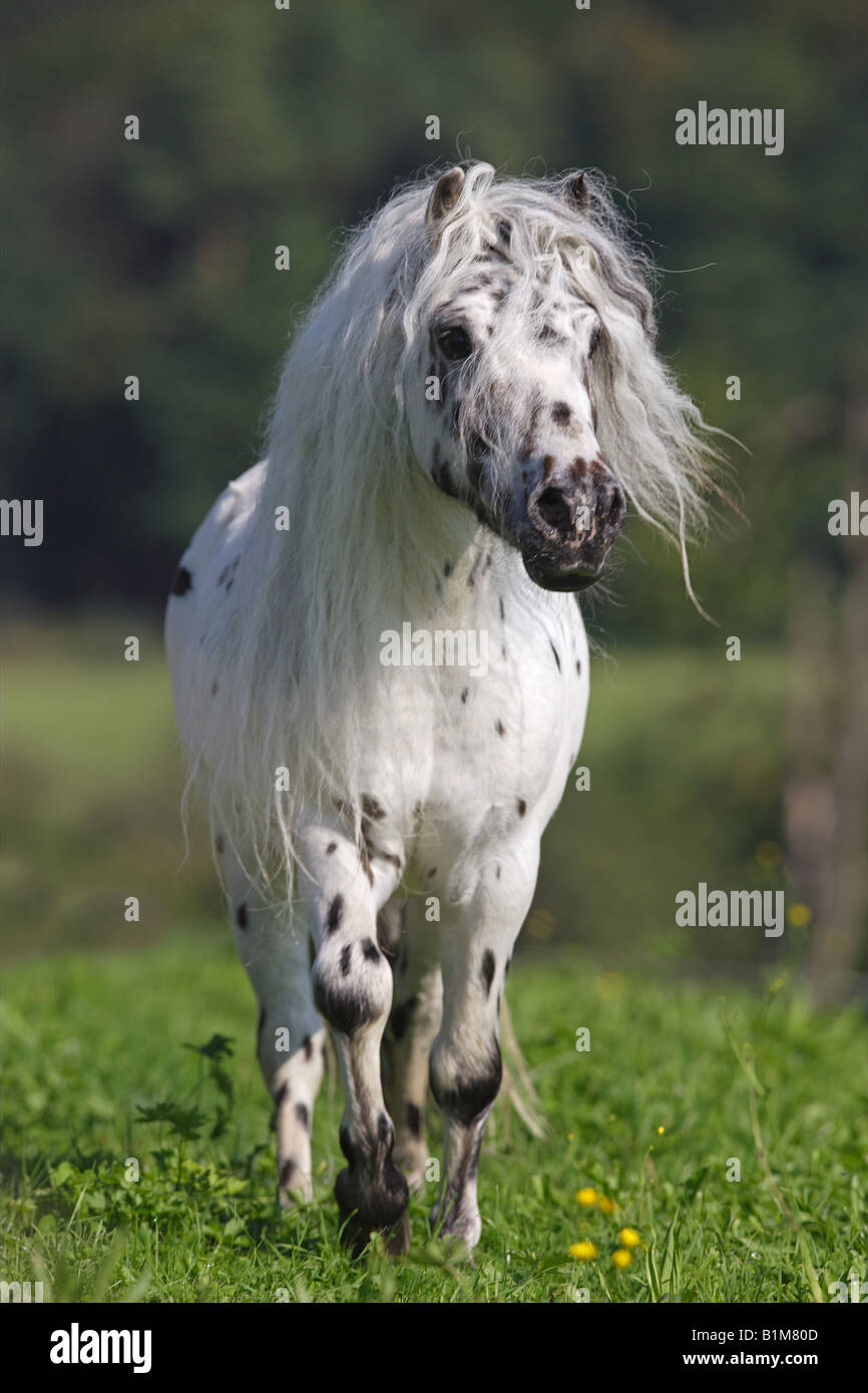 mini appaloosa - standing on meadow Stock Photo - Alamy