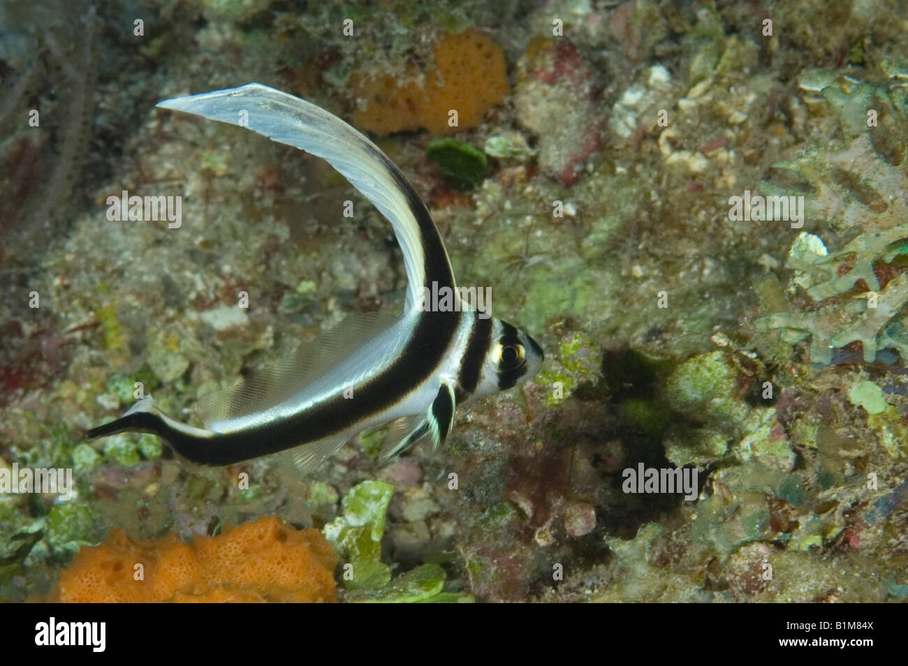 Juvenile Spotted Drum on a reef in Roatan Honduras Stock Photo