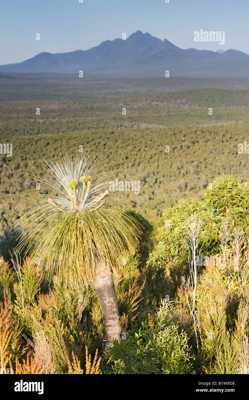 Kingia Australis plant (of the Dasypogonaceae family) with Toolbrunup Peak in the background. Stirling Range, W. Australia Stock Photo