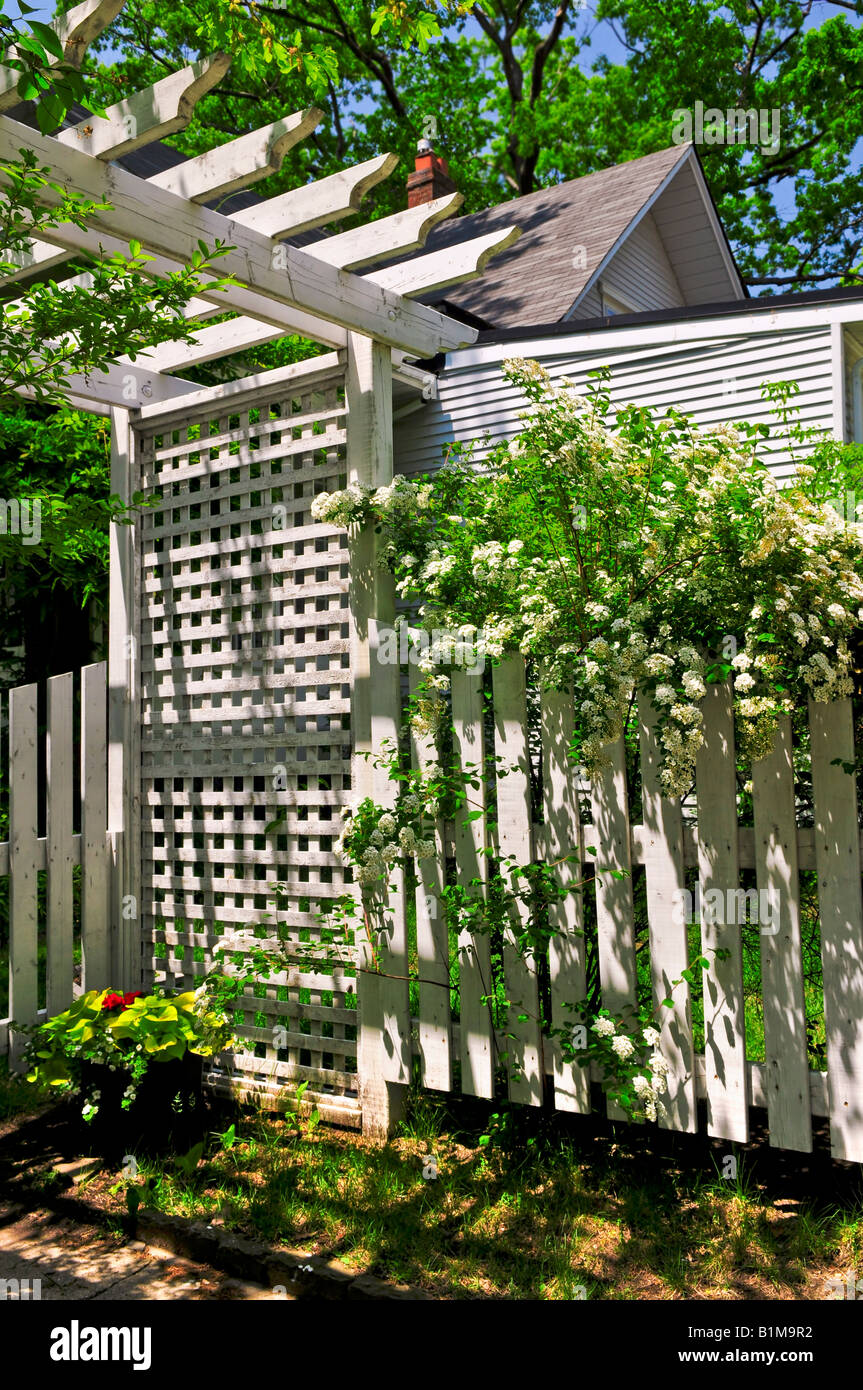 White trellis and fence with flowering bridal wreath shrub in a garden  Stock Photo - Alamy