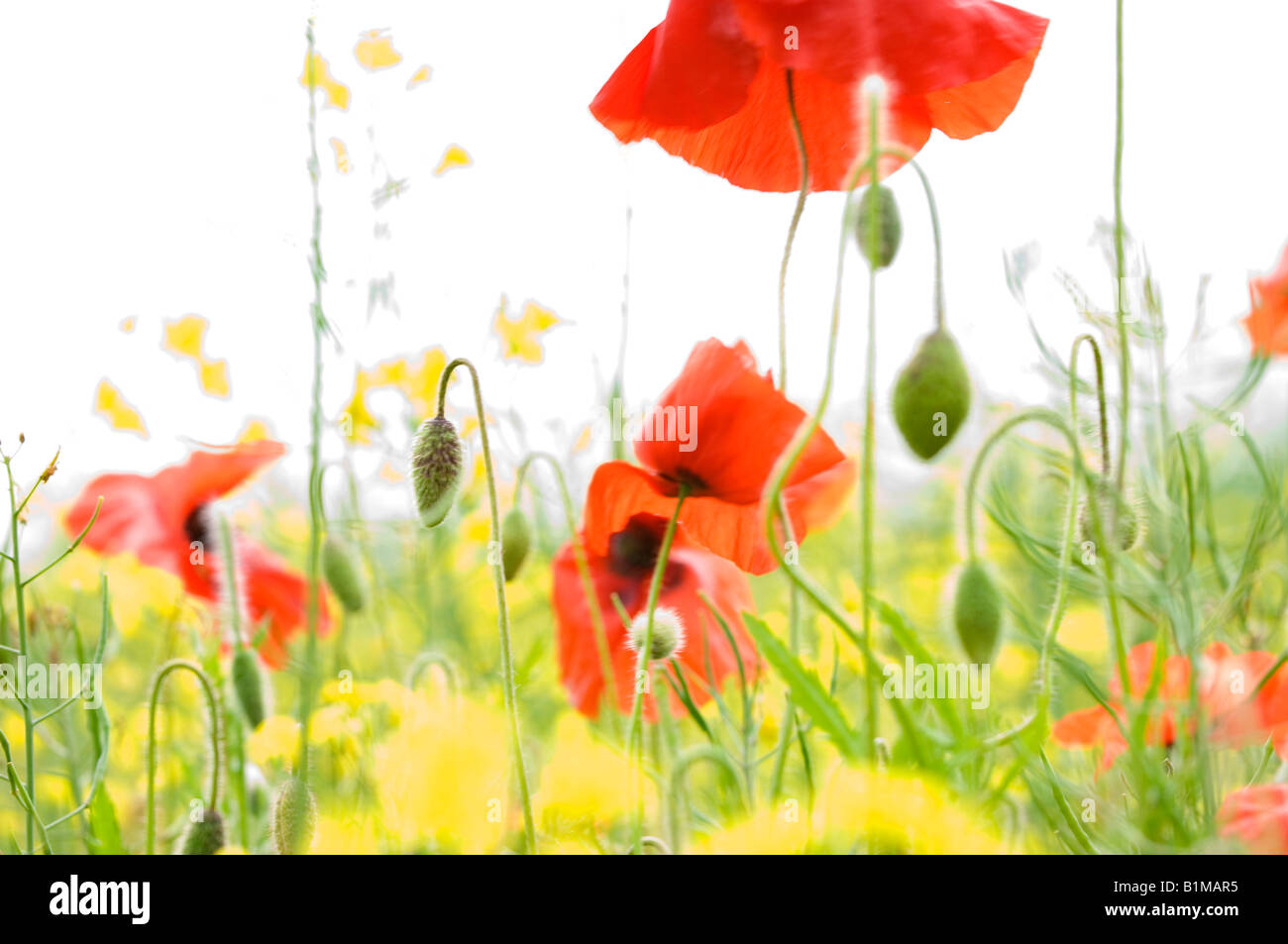 Close up of red wild poppies Stock Photo - Alamy