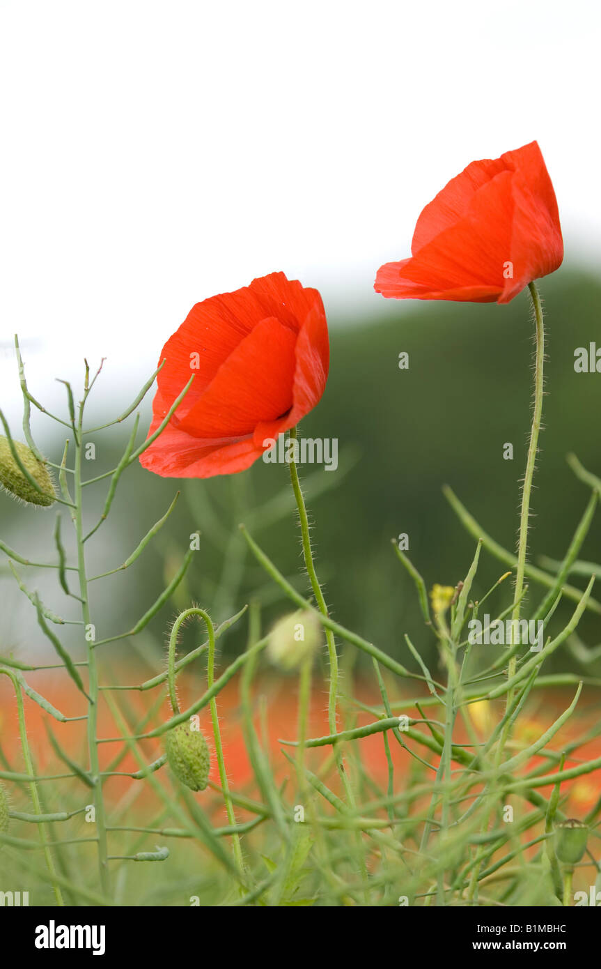 Close up of red wild poppies Stock Photo - Alamy