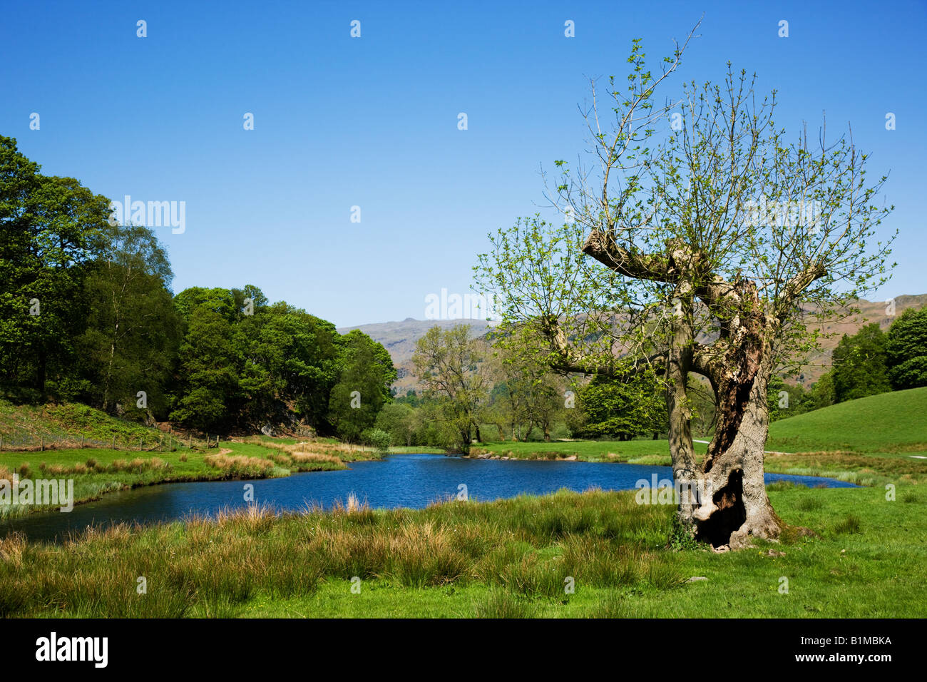 Elter Water In May The Early Spring Colours On The Lake Shoreline, 'The Lake District' Cumbria England UK Stock Photo