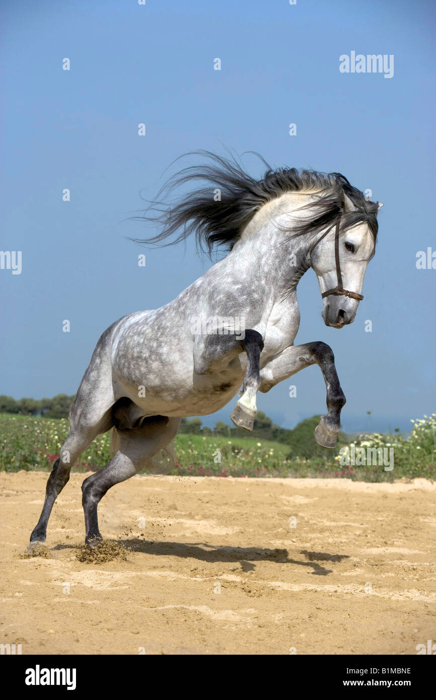Pure Spanish Horse, Andalusian. Gray stallion rearing Stock Photo Alamy