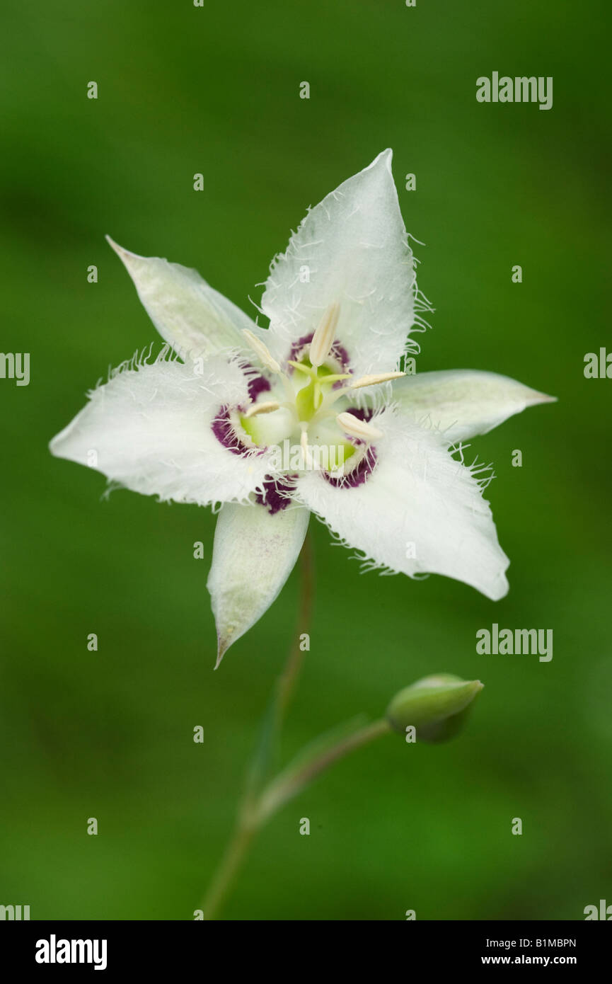 Lyall's Mariposa Lily or Cat's Eye (Calochortus lyallii) WILD, Methow Valley, Washington Stock Photo