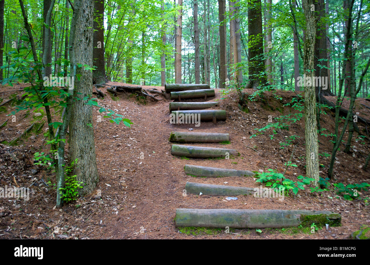 a path in the woods wooden stairs made out of logs Stock Photo Alamy