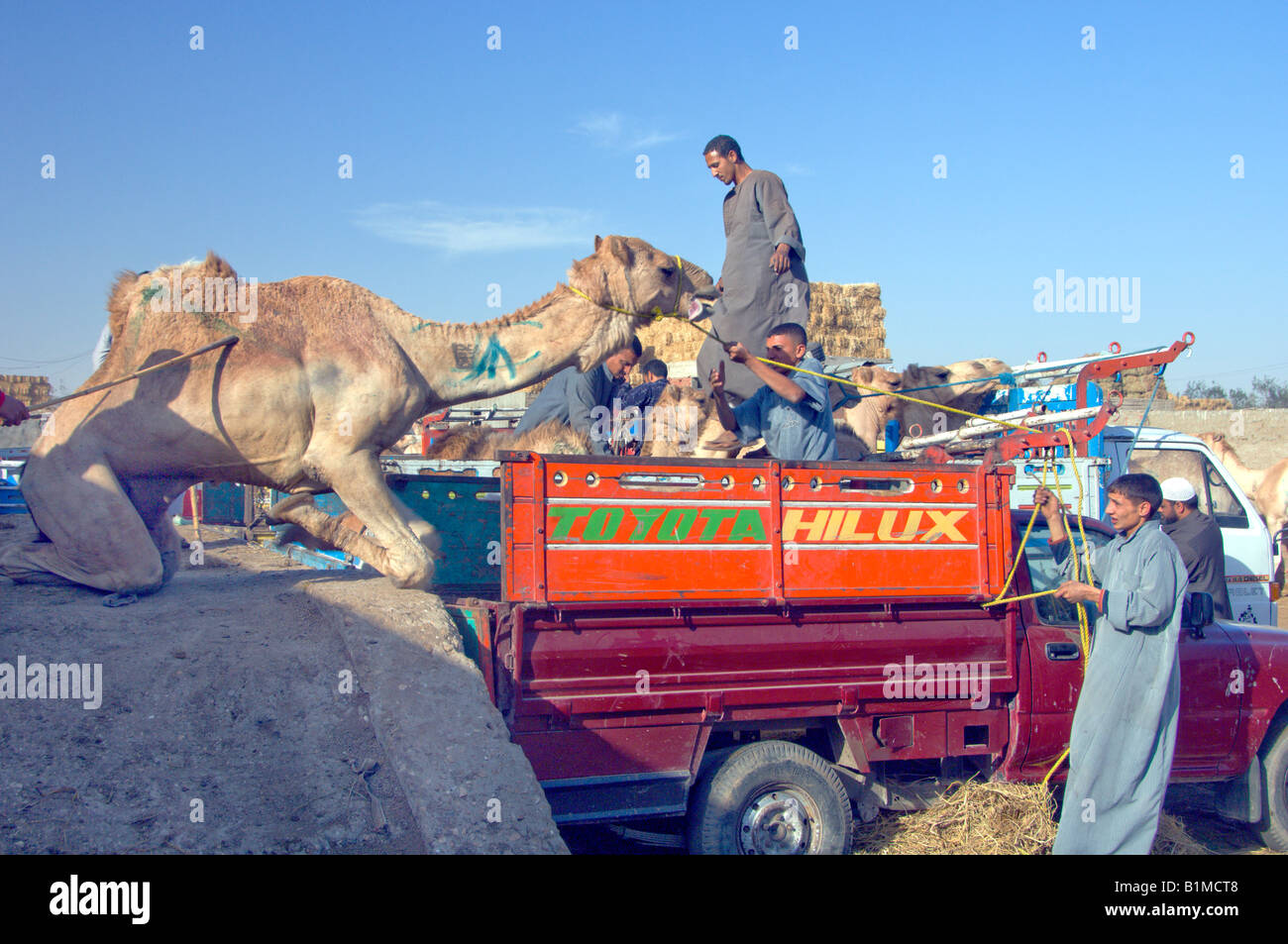 Camels transport truck hires stock photography and images Alamy