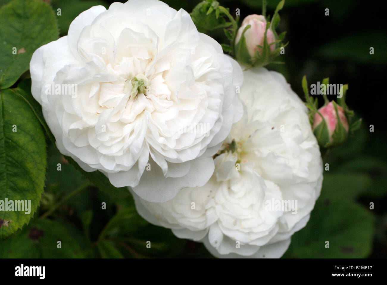 ROSA MADAME HARDY AGM DAMASK ROSE Stock Photo Alamy