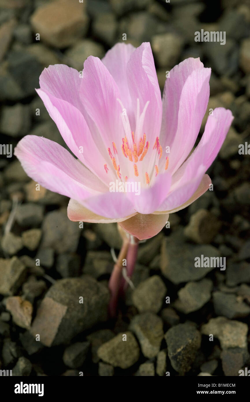 Bitterroot Flower (Lewisia rediviva) Eastern slope, Cascade Mountains, Washington State, JUNE Stock Photo